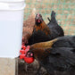 🐔 Automatická napáječka pro drůbež – Automatické plnění, nepropustná