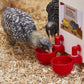 🐔 Automatická napáječka pro drůbež – Automatické plnění, nepropustná